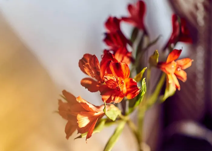 Barcelo Conde Luna León